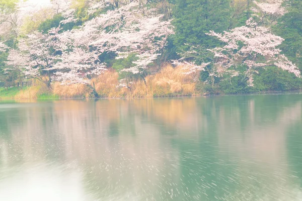 Våren landskap av vit Cherry Blossoms runt dammen vatten i Japan — Stockfoto