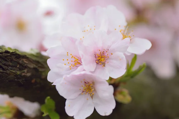 Macro details of white Somei Yoshino variety Cherry blossom branches — Stock Photo, Image