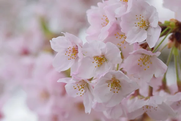 Detalhes macro de branco Somei Yoshino variedade ramos flor de cereja — Fotografia de Stock