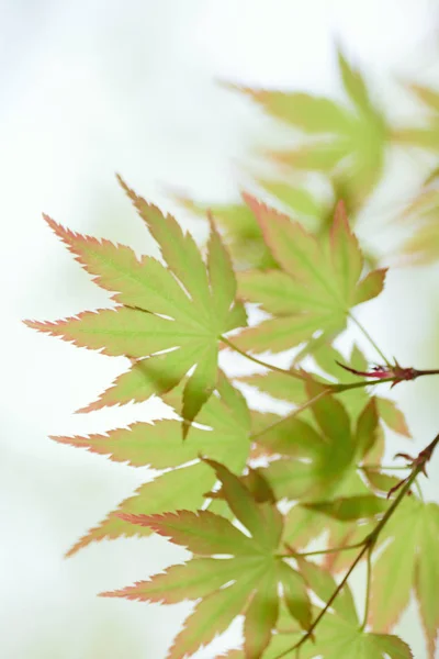 Taze yeşil Japon Akçaağaç yapraklarımakro detayları