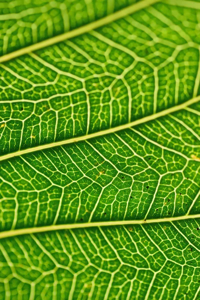 Macro details van groene Peepal blad aderen Stockfoto