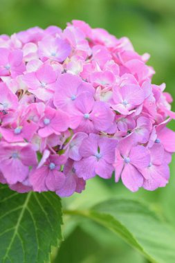 Bahçedeki güzel pembe ortanca çiçekleri.