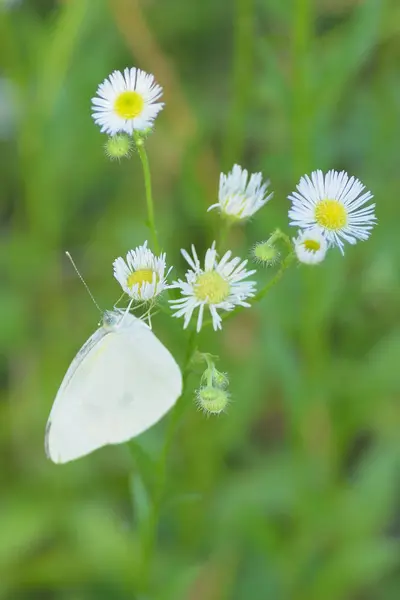 Çiçeklerdeki beyaz kelebek