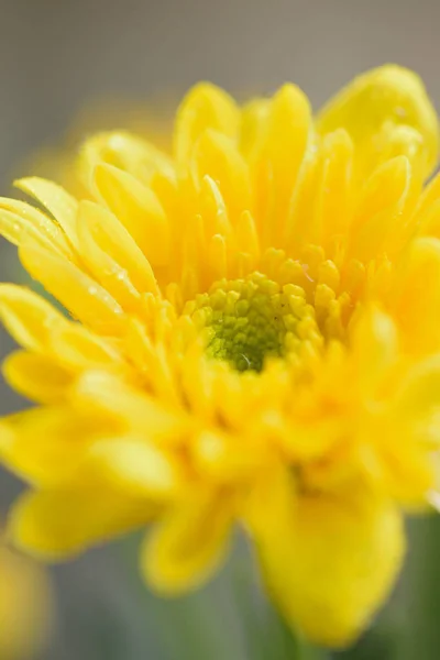 Macro dettagli di fiori gialli Dahlia petali in cornice verticale — Foto Stock