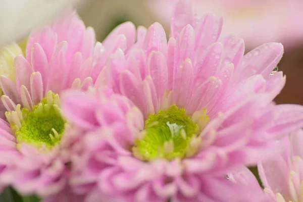 Macro textuur van roze Dahlia bloemblaadjes met waterdruppeltjes — Stockfoto