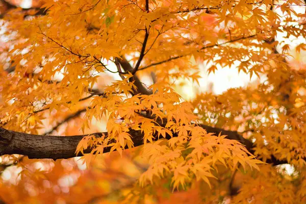 Sonbahar yaprakları, sonbahar mevsimi, bitki örtüsü ve yapraklar