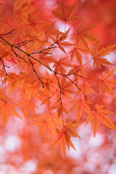 Levendige Japanse Autumn Maple laat landschap met onscherpe achtergrond — Stockfoto