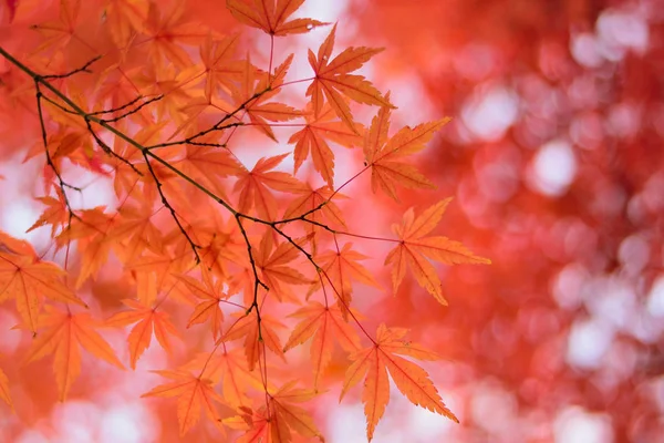 Levendige Japanse Autumn Maple laat landschap met onscherpe achtergrond — Stockfoto