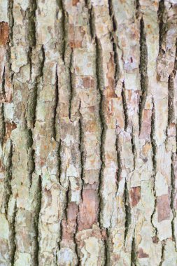 Eski ahşap ağaç gövdesi dikey çerçevede dokusuna