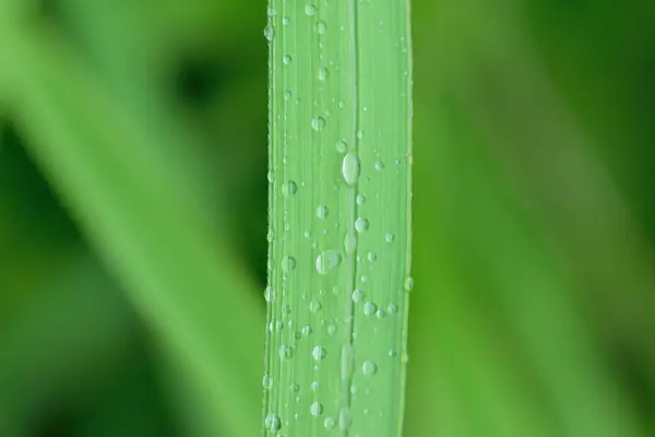 Bahçedeki yeşil çimlerin üzerine su damlıyor.