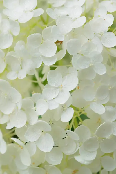 Close White Hydrangea Flower — Stock Photo, Image