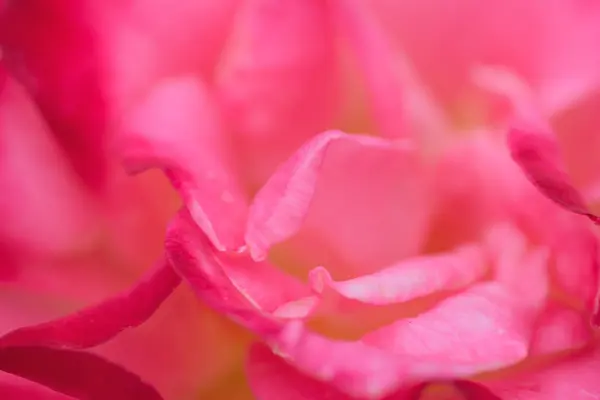 Bahçede güzel pembe bir gül