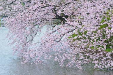 Bahçedeki güzel bahar çiçekleri ağacı