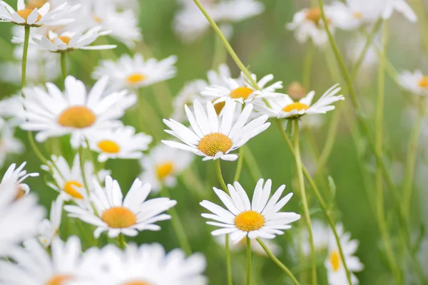 Летний фон белых цветов Дейзи — стоковое фото