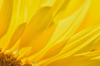 Ayçiçeğinin kapanışı, yaz konsepti