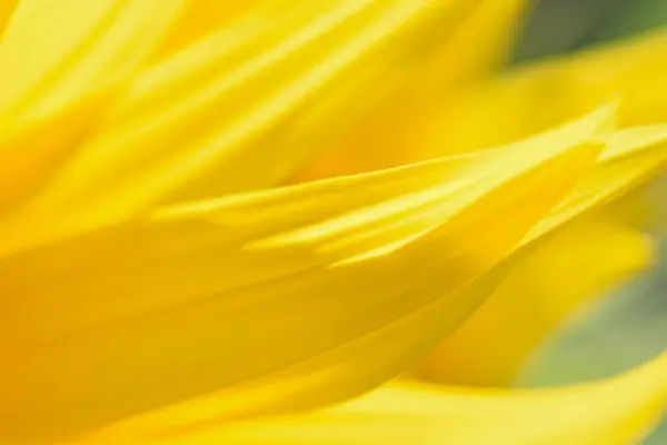 Ayçiçeğinin kapanışı, yaz konsepti