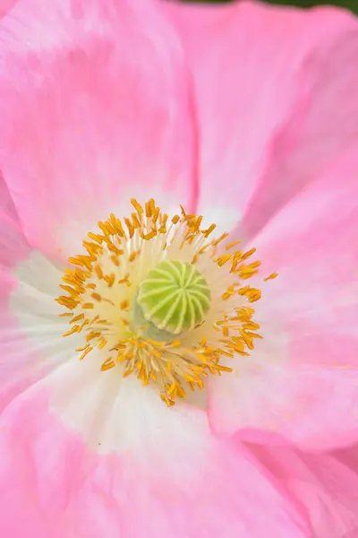 Kapatın güzel çiçekleri