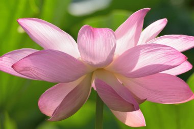 Güzel pembe zambak çiçeği, kapat manzarayı