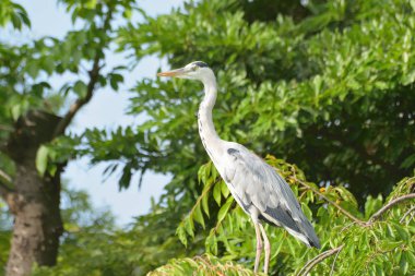 Heron bahçedeki bir ağaçta