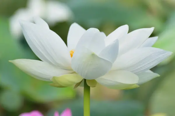 Kapatın güzel çiçekleri