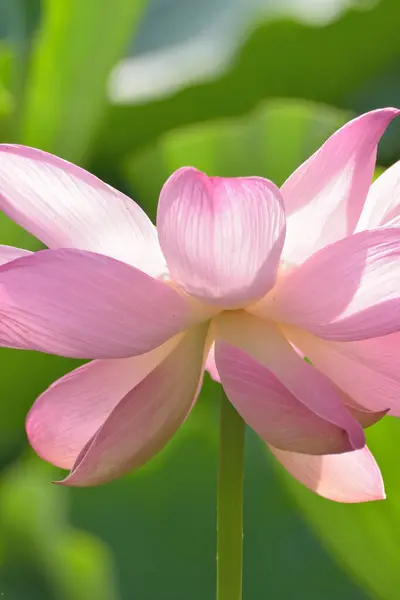 Piękny Różowy Lilia Kwiat Widok Bliska — Zdjęcie stockowe