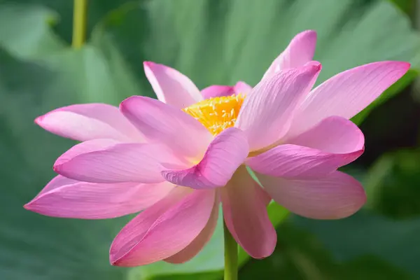 Hermosa Flor Lirio Rosa Vista Cerca — Foto de Stock