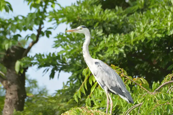 Heron bahçedeki bir ağaçta