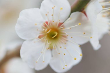 Bahar beyaz çiçekleri ağaçta