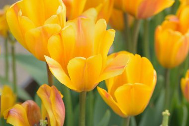 Bahçedeki güzel laleler