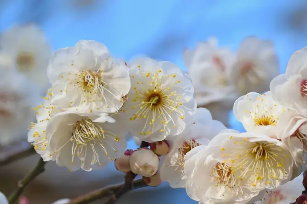 Spring White Flowers Tree — Stock Photo, Image