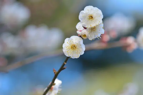Bahar beyaz çiçekleri ağaçta