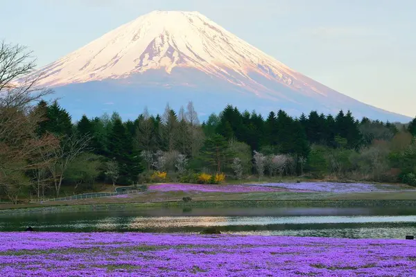 Bahar mevsiminde mor çiçeklerle Fuji Dağı 'nın güzel manzarası