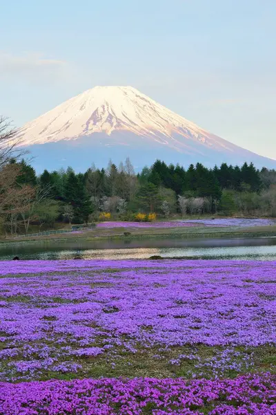 Bahar mevsiminde mor çiçeklerle Fuji Dağı 'nın güzel manzarası