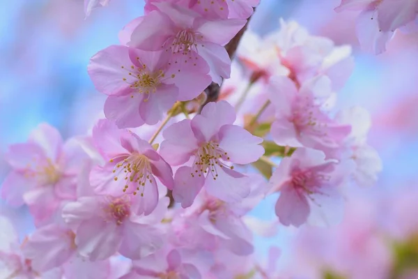 Macro Details Van Japanse Pink Cherry Blossoms Horizontale Frame — Stockfoto