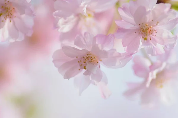 Textura Macro Dos Ramos Japoneses Rosa Chorando Cereja Flor — Fotografia de Stock