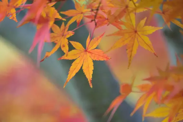 Herfstbladeren Herfstseizoen Flora Gebladerte — Stockfoto