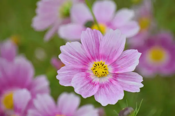 Kapatın güzel çiçekleri