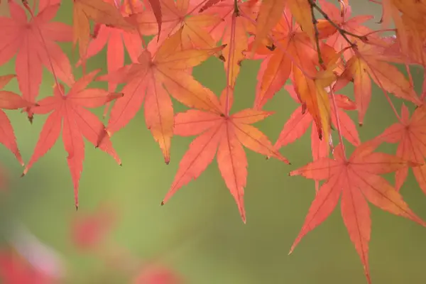 Jesienne Liście Sezon Jesienny Flora Liście — Zdjęcie stockowe
