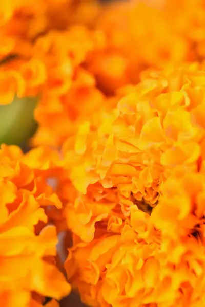 Orange Marigold çiçekler yakın