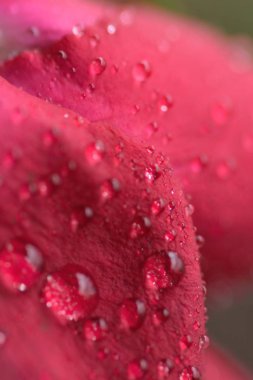 Kapatın güzel çiçekleri