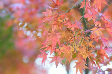 Sonbahar yaprakları, sonbahar mevsimi, bitki örtüsü ve yapraklar