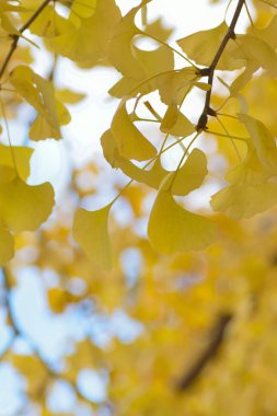 Sonbahar yaprakları, sonbahar bitkileri