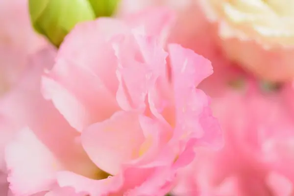 Bahçede güzel pembe bir gül