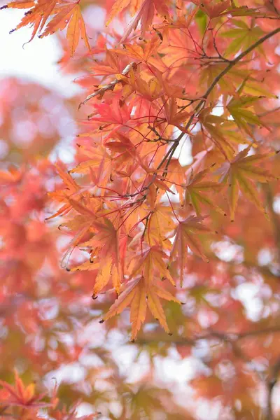 Höstlöv Höstsäsong Flora Och Bladverk — Stockfoto