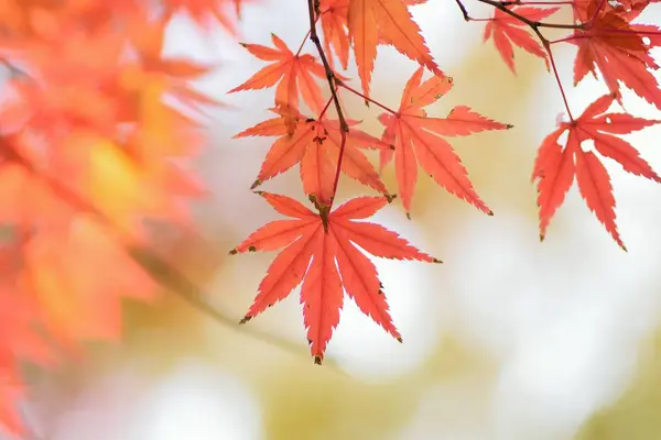 Herfstbladeren Herfstseizoen Flora Gebladerte — Stockfoto