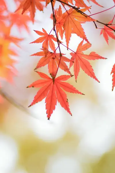 Herfstbladeren Herfstseizoen Flora Gebladerte — Stockfoto