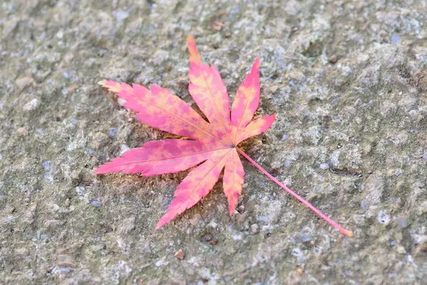 kırmızı sonbahar yaprağı yolda