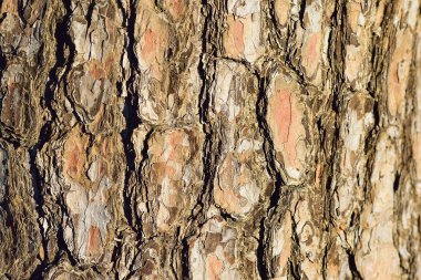 Makro doku eski ahşap ağaç gövdesi