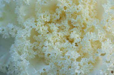 Yatay Çerçeve içinde makro doku organik lahana çiçek yaprakları