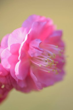 Japon pembe Erik çiçekleri Dikey Çerçeve ayrıntılarını makro